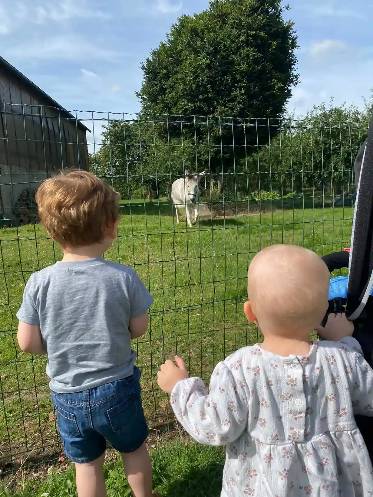 Enfants en balade devant un âne