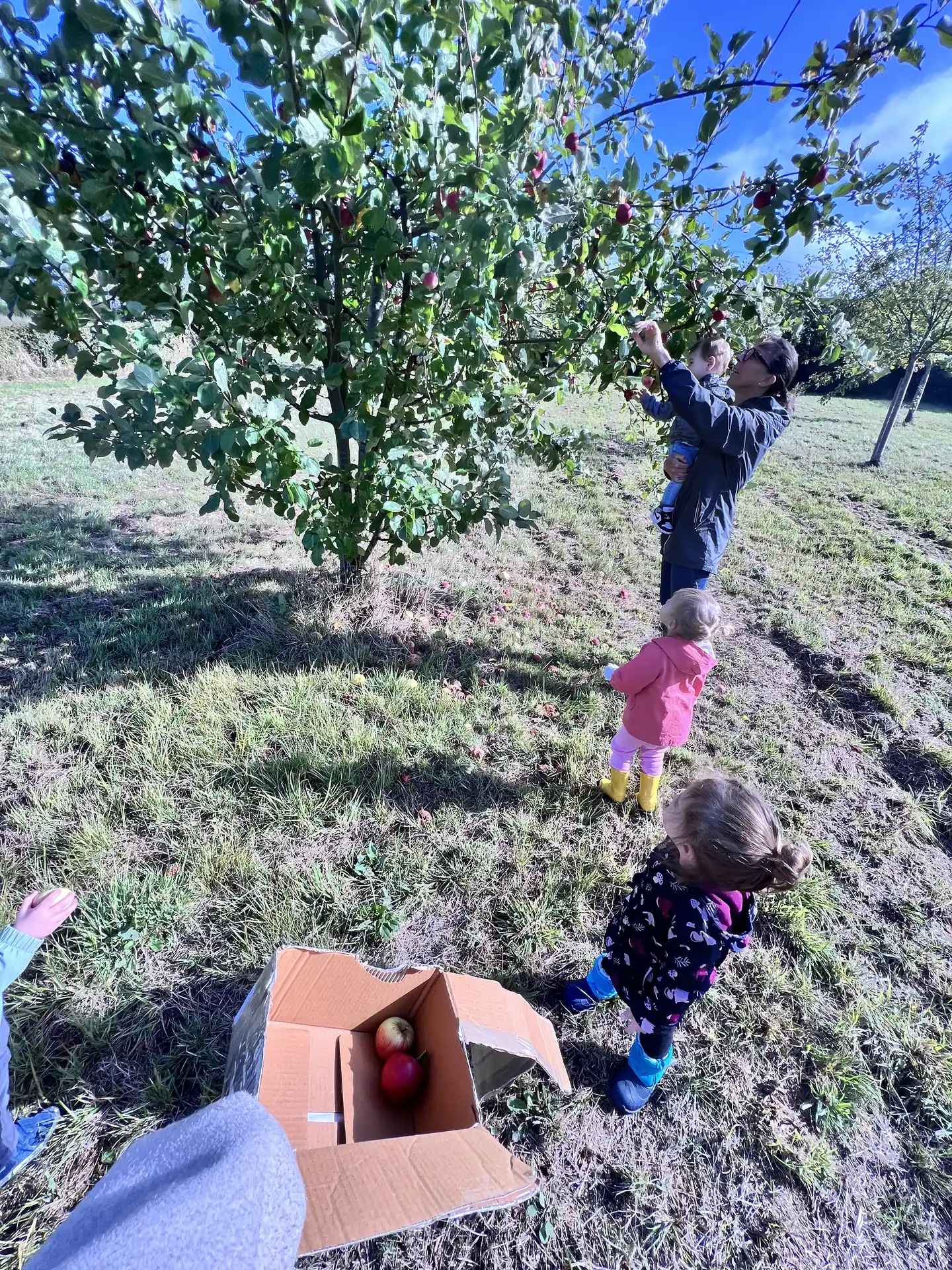 Enfants cueillant des pommes